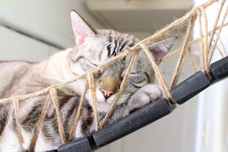Cat Wall Bridge and Shelf Set