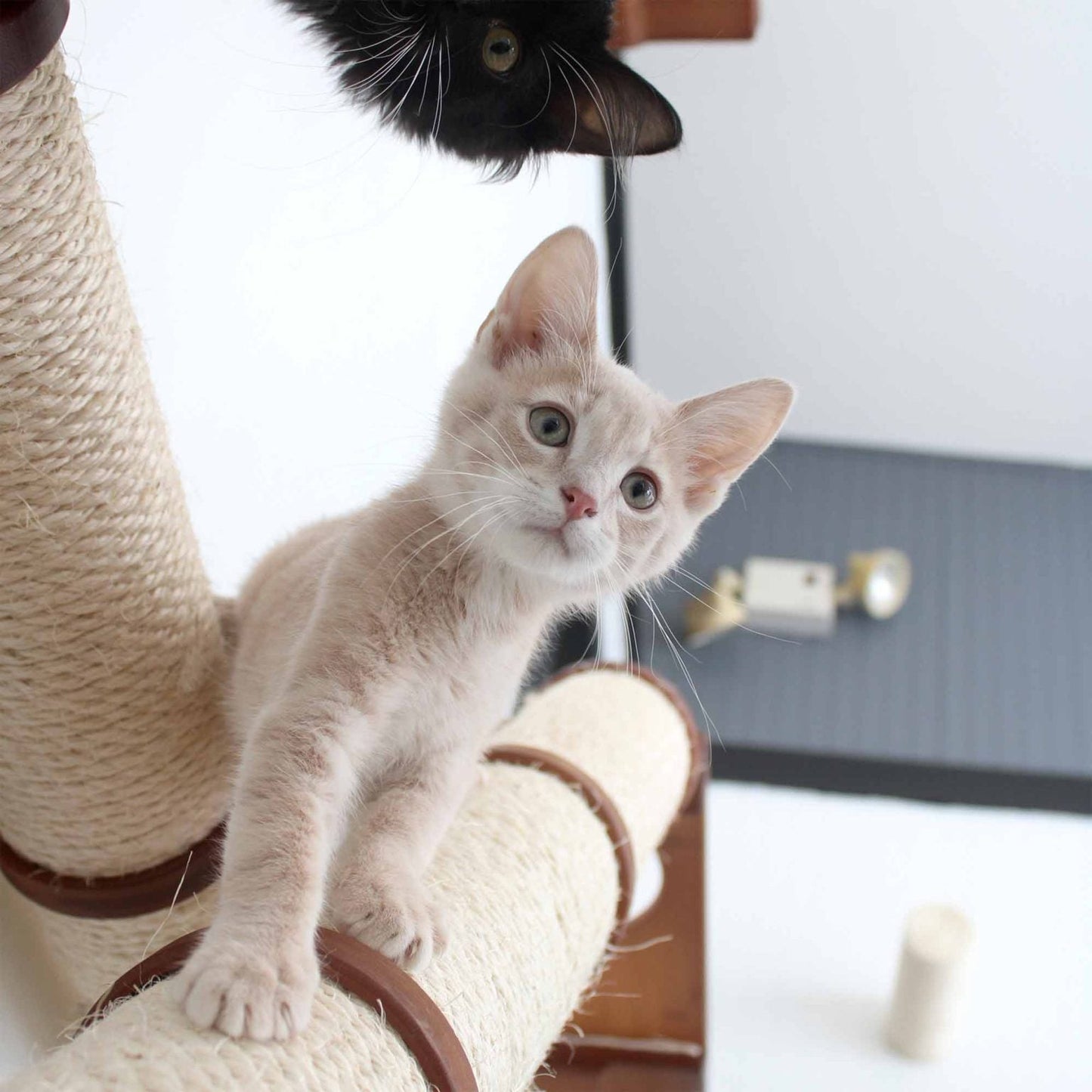 The Crossroads - Cat Wall Scratcher - Tree with Ramp