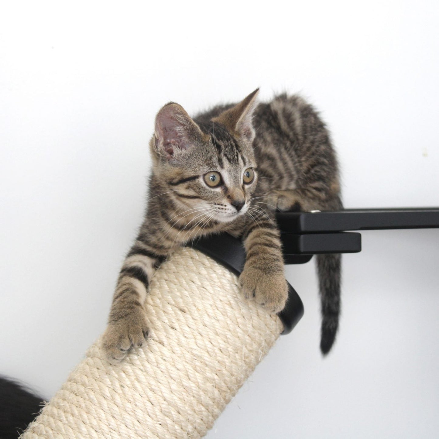 The Crossroads - Cat Wall Scratcher - Tree with Ramp