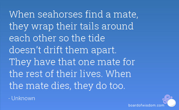 Seahorse Earrings