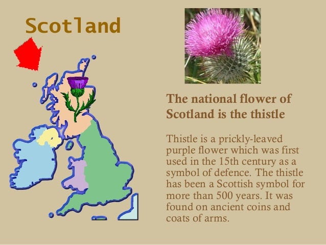Highland Spring Thistle Bracelet