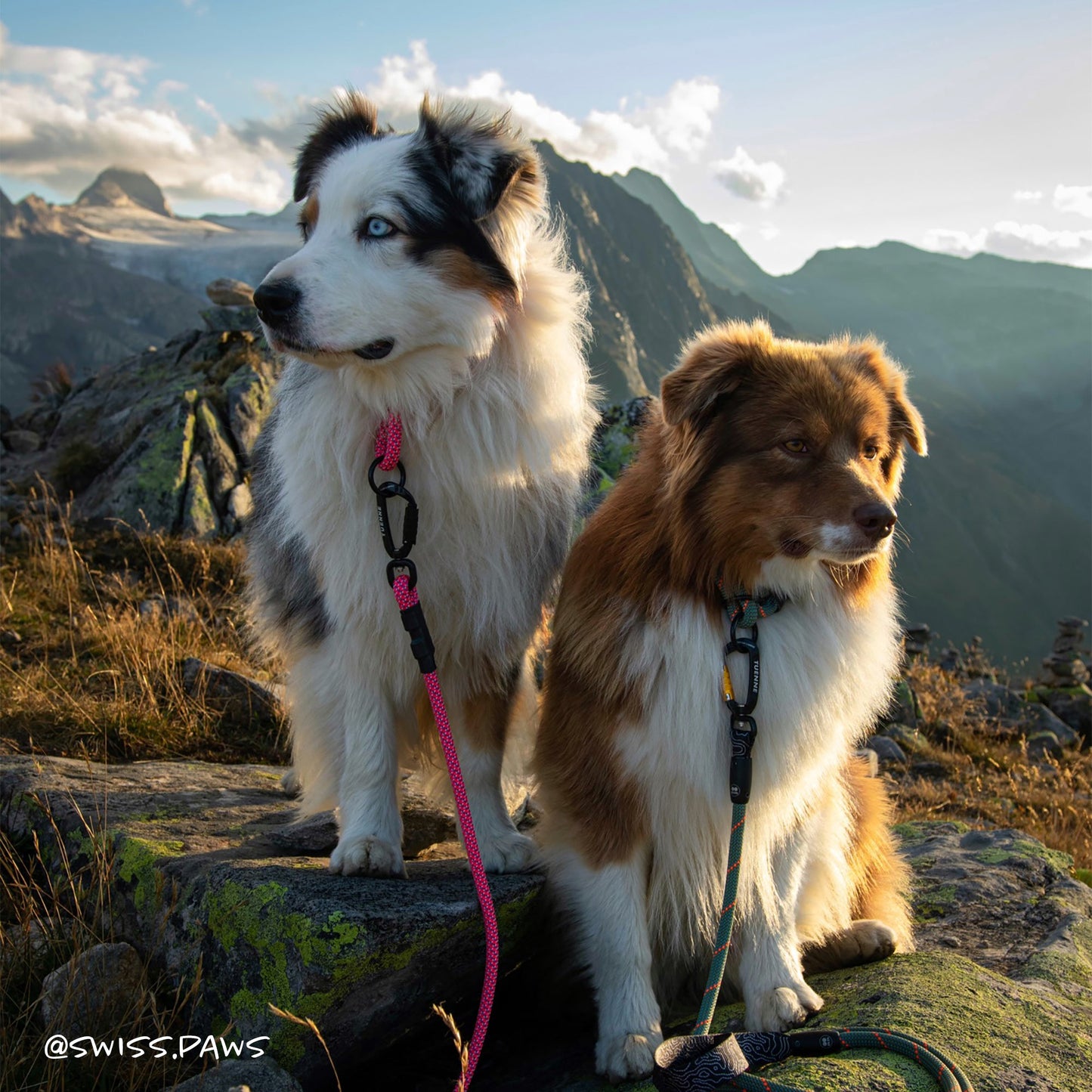 Customizable Norte Dog Leash
