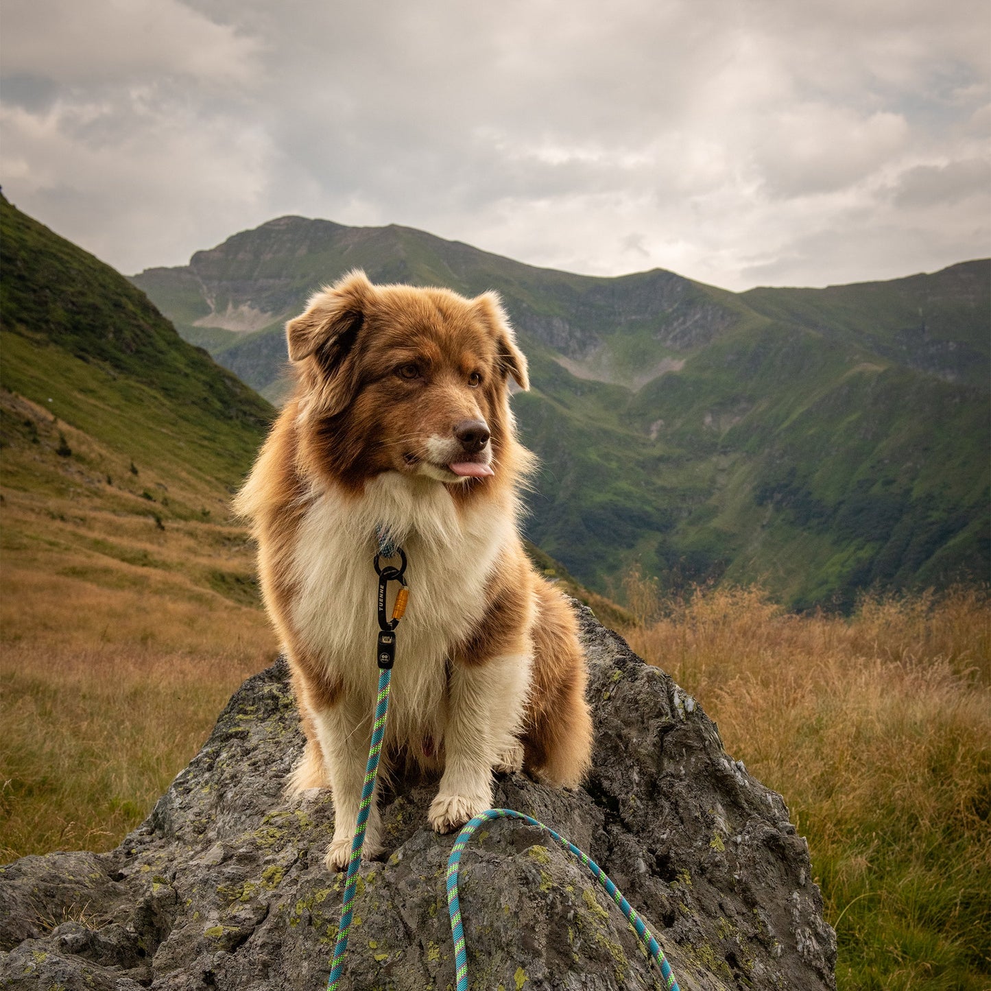 Beal 9.5mm Dog Leash