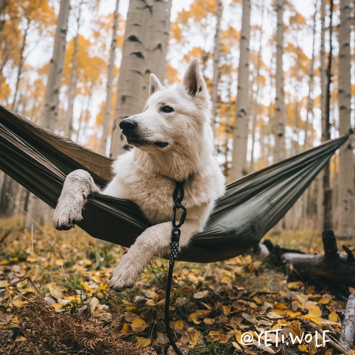 Customizable Norte Dog Leash