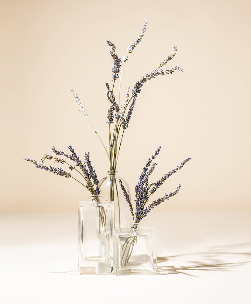 french lavender essential oil