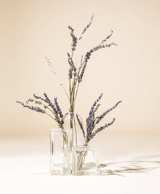 french lavender essential oil