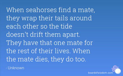 Seahorse Earrings